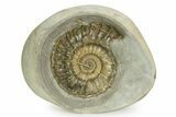 Jurassic Ammonite (Oistoceras) Fossil In Concretion - England #350951-1